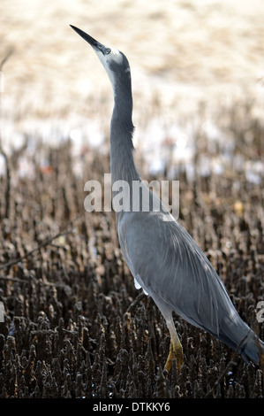 Di fronte bianco Heron nelle mangrovie, Bribie Isola, Queensland, Australia Foto Stock