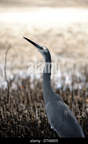 Di fronte bianco Heron nelle mangrovie, Bribie Isola, Queensland, Australia Foto Stock