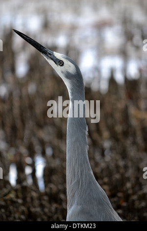 Di fronte bianco Heron nelle mangrovie, Bribie Isola, Queensland, Australia Foto Stock