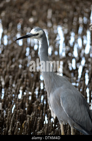 Di fronte bianco Heron nelle mangrovie, Bribie Isola, Queensland, Australia Foto Stock