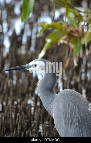 Di fronte bianco Heron nelle mangrovie, Bribie Isola, Queensland, Australia Foto Stock