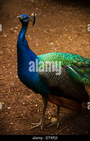 Peacock, indiano o peafowl peafowl blu Foto Stock