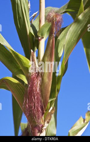 Mais geneticamente modificati Foto Stock