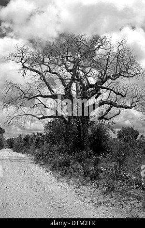 Albero del baobab Foto Stock