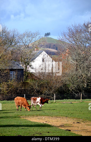Le mucche al pascolo vicino al centro di Bridport, città mercato, West Dorset, England Regno Unito Foto Stock