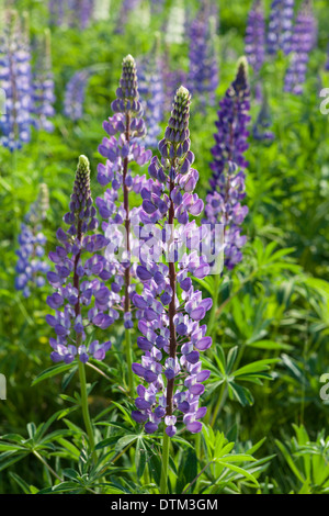 Bellissimi Fiori di lupino in giugno Foto Stock