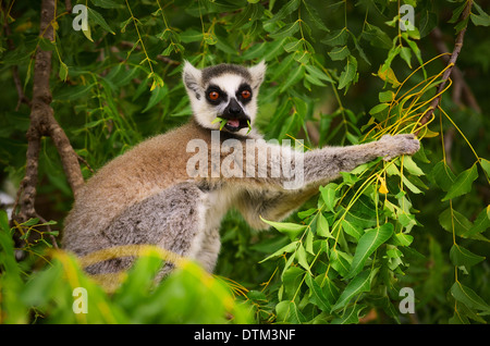 Maki a mangiare le foglie con la bocca piena Foto Stock