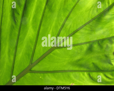 Immagine ravvicinata di verde foglia, trasmette tranquillità serenità della pace Foto Stock