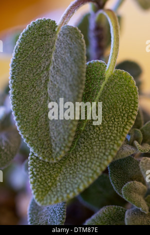 Foglie di salvia su una pianta di salvia Foto Stock