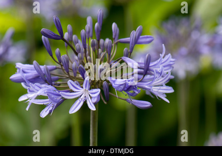 Agapanthus 'Midnight blu". RHS Wisley Gardens. Foto Stock