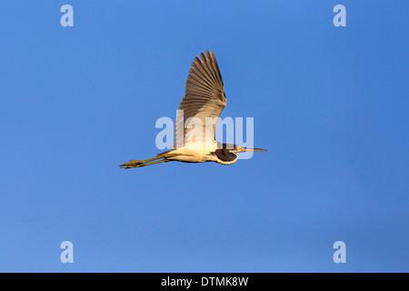 Airone tricolore, adulti battenti, Wakodahatchee zone umide, Delray Beach, Florida, STATI UNITI D'AMERICA,Nordamerica / (Egretta tricolore), Foto Stock