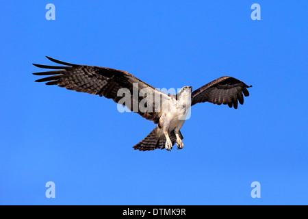 Osprey, adulti battenti, Sanibel Island, Florida, STATI UNITI D'AMERICA,Nordamerica / (Pandion haliaetus carolinensis) Foto Stock