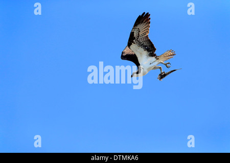 Osprey, adulti battenti con la preda, Sanibel Island, Florida, STATI UNITI D'AMERICA,Nordamerica / (Pandion haliaetus carolinensis) Foto Stock