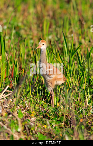 Sandhill gru, giovani, Viera zone umide, Brevard County, Florida, Stati Uniti d'America, Nord America / (Grus canadensis) Foto Stock