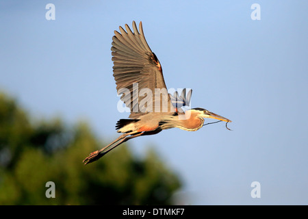 Airone blu adulto battenti in allevamento del piumaggio con materiale di nidificazione Venezia Rookery Venezia Florida USA Nord America / Foto Stock