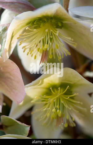 Close up Helleborus x Ericsmithii Foto Stock