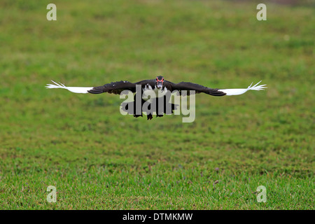 Anatra muta, adulti battenti, Miami, Florida, Stati Uniti d'America, Nord America / (Cairina moschata) Foto Stock