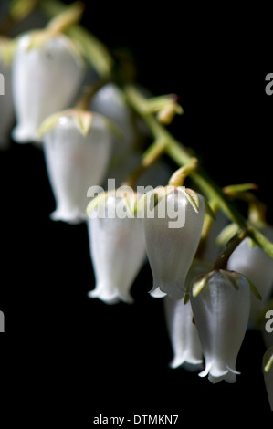 Close up Sarcococca Japonica in fiore Foto Stock