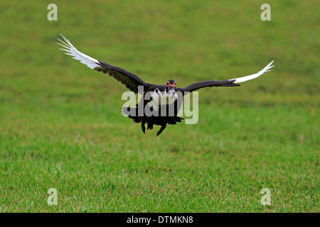 Anatra muta, adulti battenti, Miami, Florida, Stati Uniti d'America, Nord America / (Cairina moschata) Foto Stock