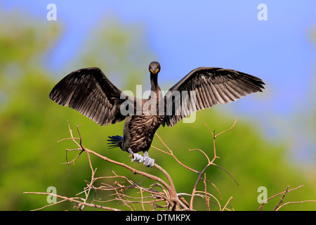 Doppia di cormorani crestato adulto si diffonde battenti Wakodahatchee Zone Umide Delray Beach Florida USA Nordamerica / (Phalacrocorax Foto Stock