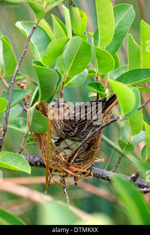 Red Winged Blackbird femmina adulta è la costruzione di un nido Wakodahatchee Zone Umide Delray Beach Florida USA Nordamerica / (Agelaius Foto Stock