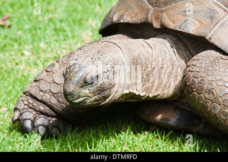 In prossimità di un antico gigante tartaruga Aldabra Foto Stock