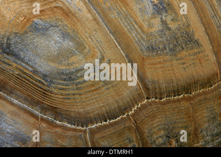 Close up di un gigante di guscio di tartaruga Foto Stock