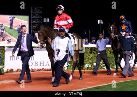 Meydan Racecourse, Dubai, EAU. Xx Febbraio 2014. Fergal Lynch e Elleval nella Parade Ring prima andando a vincere Gara 5 della settima riunione del Dubai World Cup carnevale di Meydan Racecourse Credito: Tom Morgan/Alamy Live News Foto Stock