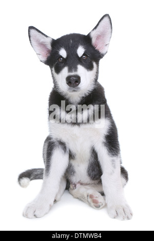 Alaskan Malamute cucciolo su sfondo bianco in Studio Foto Stock