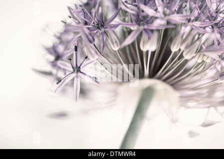 Primo piano della rosa e viola fioritura di cipolla testa di fiori da sotto Foto Stock