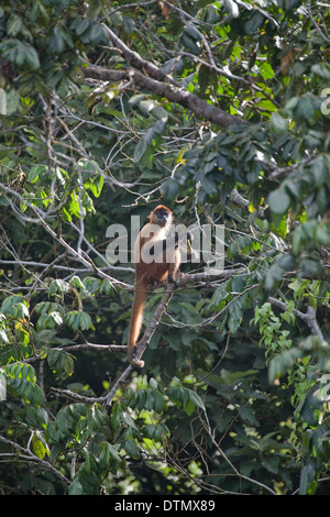 Nero-consegnato o Geoffroy's Spider Monkey (Ateles geoffroyi). Corcovado. Costa Rica. Foto Stock
