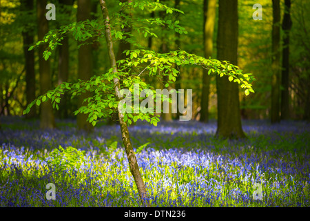 Il tempo primaverile in legno. Foto Stock