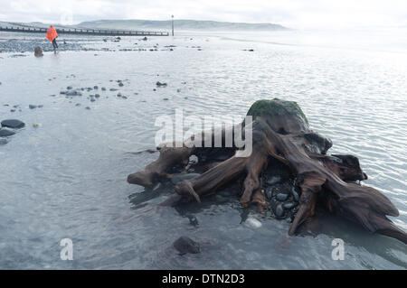 Borth, Wales, Regno Unito. 19 feb 2014. Le recenti tempeste di enorme e gale force venti hanno strappato via gran parte della sabbia dai tratti di spiaggia tra Borth e Ynyslas sulla west wales costa a nord di Aberystwyth, svelando antichi boschi, con resti di alberi di quercia risalenti all'età del bronzo, 6.000 anni fa. Gli antichi resti sono detto da alcuni di essere le origini della leggenda di "Cantre'r Gwealod' , un mitico regno ora sommersa sotto le acque pif Cardigan Bay Credito: keith morris/Alamy Live News Foto Stock