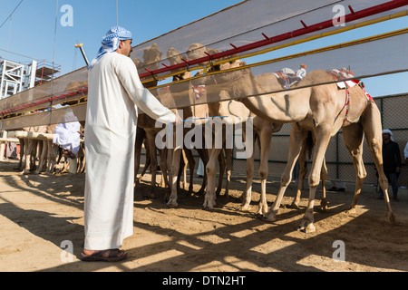 Cammelli al gate di partenza a Dubai Camel Racing Club at Al Marmoum in Dubai Emirati Arabi Uniti Foto Stock