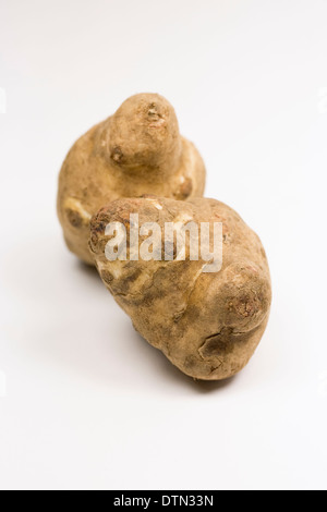 Helianthus tuberosus. Due topinambur su uno sfondo bianco. Foto Stock