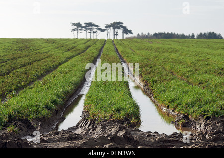 Acqua campo connesso Foto Stock