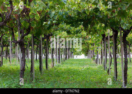 Vigneti Foto Stock