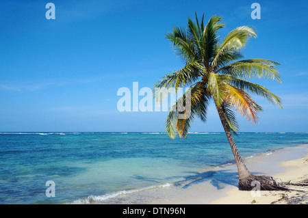 Albero di cocco solo su di una spiaggia di sabbia con mare orizzonte e cielo blu, Caraibi, Yucatan, Messico Foto Stock