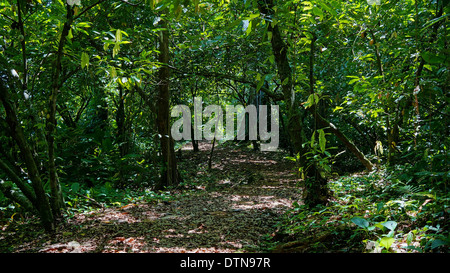 Sentiero nella giungla con fitta vegetazione, Panama, Bocas del Toro, America Centrale Foto Stock