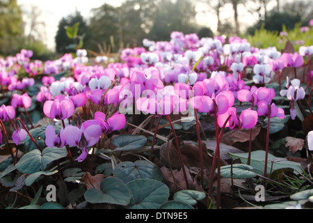 Ciclamino coum. Fiori invernali di questo perenne ciclamino, chiamato anche Eastern ciclamino - Febbraio, Hodsock Priory vicino Blyth, Nottinghamshire, Regno Unito Foto Stock