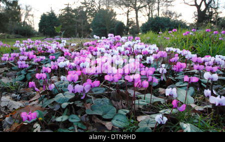 Ciclamino coum. Fiori invernali di questo perenne ciclamino, chiamato anche Eastern ciclamino - Febbraio, Hodsock Priory vicino Blyth, Nottinghamshire, Regno Unito Foto Stock