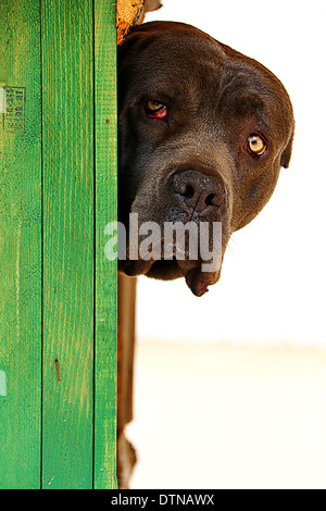 Cane nero Canne Corso guardando dal suo canile Foto Stock