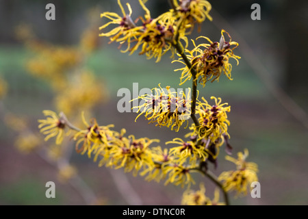 Hamamelis x intermedia 'Barmstedt Oro'. Amamelide fiori. Foto Stock