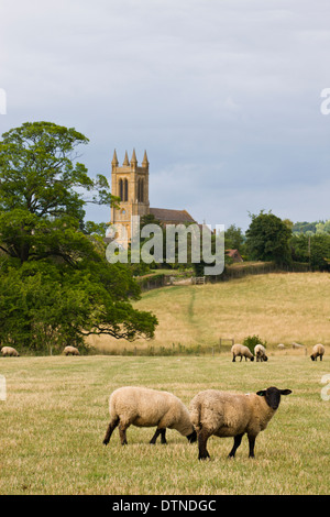 Pecore pascolano nei campi nei pressi del villaggio Costwold di Broadway, Worcestershire, Inghilterra. In estate (Luglio) 2010. Foto Stock