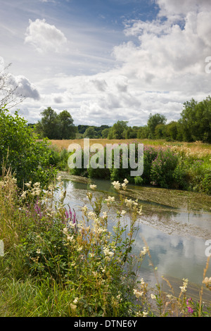 Coltivazione di fiori di campo accanto al Fiume Windrush vicino a Burford in Cotswolds, Oxfordshire, Inghilterra. In estate (Luglio) 2010. Foto Stock