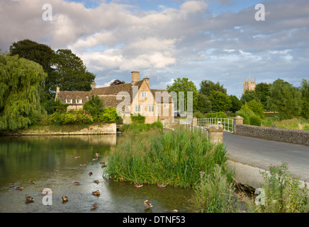 Anatre nel Fiume Coln accanto al vecchio mulino a Fairford in Cotswolds, Gloucestershire, Inghilterra. In estate (Luglio) 2010. Foto Stock