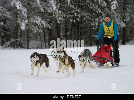 Femmina con musher huskies passando boschi innevati su quattro corsa di cani da slitta a eventi marmora snofest ontario Foto Stock
