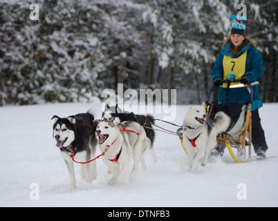 Femmina musher con Siberian Husky in quattro corsa di cani da slitta a eventi Marmora Snofest Ontario Canada con coperta di neve alberi sempreverdi Foto Stock