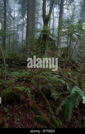 Felci e alberi di cedro in un oscuro foggy foresta di pioggia sulla costa occidentale del Nord America Foto Stock