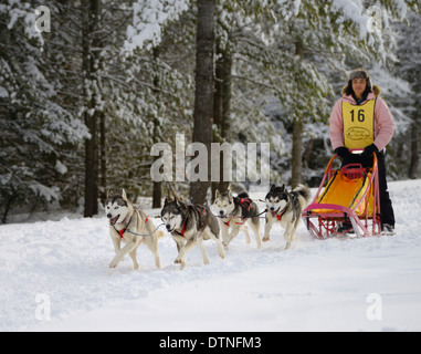 Giovani femmine musher in rosa con quattro Huskies in una gara dogsled evento a Marmora Snofest Ontario Canada con coperta di neve alberi Foto Stock